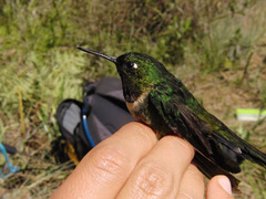 Heliangelus amethysticollis