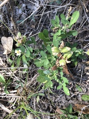 Crotalaria goreensis