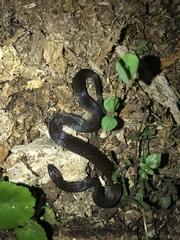 Atractus