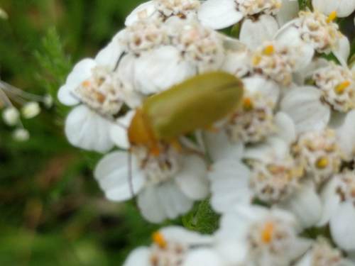 Sulphur Beetle, Schiermonnikoog, Schiermonnikoog, Friesland, Netherlands, photo 6 of 10