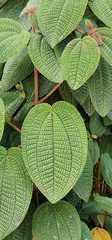 Miconieae