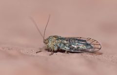 Platycorypha nigrivirga