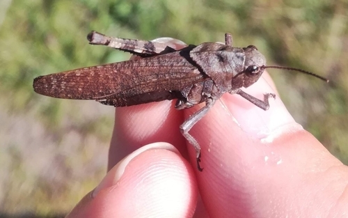 Crvenokrili čegrtaš (Psophus stridulus)