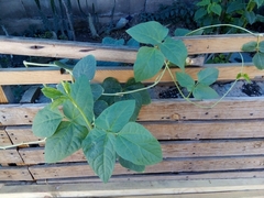 Vigna unguiculata sesquipedalis