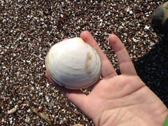 Semele corrugata