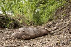 Heterogeomys hispidus