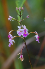 Epidendrum calanthum
