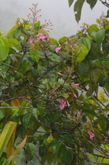 Bejaria