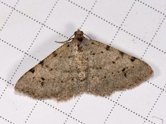 Digrammia pallidata