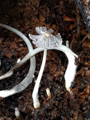 Psathyrellaceae