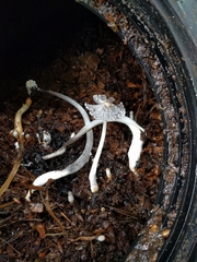 Psathyrellaceae
