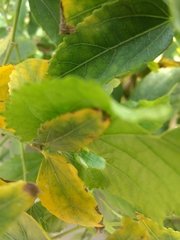 Magnoliopsida