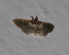 Apilocrocis brumalis