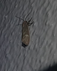 Pygarctia pterygostigma