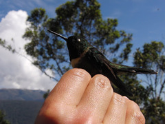 Heliangelus amethysticollis
