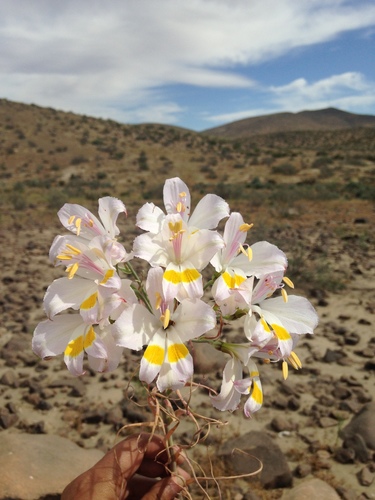 Alstroemeria leporina (Alstroemeria leporina)