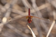 Sympetrum fonscolombii