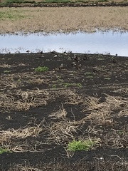 Netta erythrophthalma