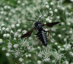 Coelioxys dolichos