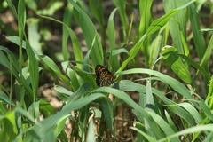 Chlosyne definita
