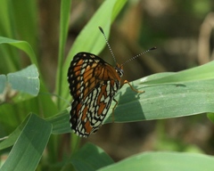 Chlosyne definita