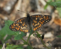 Chlosyne definita