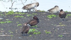 Netta erythrophthalma