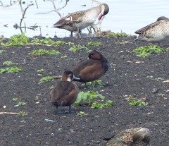 Netta erythrophthalma