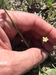 Phyllopodium capillare