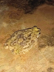 Rhinella major