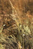 Dwarf Feather Grass - Photo (c) Вячеслав Юсупов, some rights reserved (CC BY-NC), uploaded by Вячеслав Юсупов