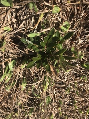 Homalolepis suffruticosa