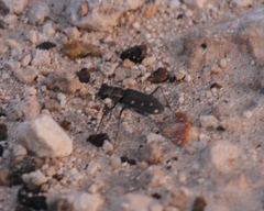 Cicindela ocellata rectilatera