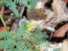 Desmanthus acuminatus