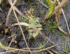 Hypericum ellipticum