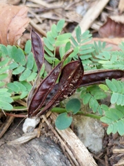Desmanthus acuminatus