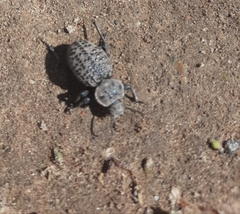 Scotobius pilularius