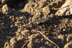 Carabus hungaricus