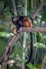 Saguinus weddelli weddelli