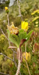 Ursinia caledonica