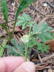 Desmanthus acuminatus