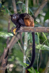 Saguinus weddelli weddelli