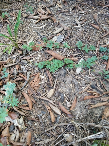 Image of Desmanthus acuminatus by (c) Alison Northup, some rights reserved (CC BY)