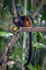 Saguinus weddelli weddelli