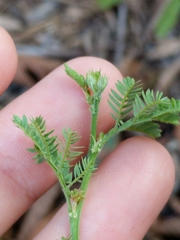 Desmanthus acuminatus
