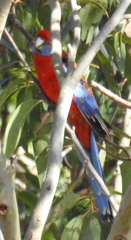 Platycercus elegans elegans