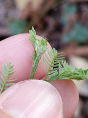 Desmanthus acuminatus