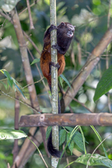 Saguinus weddelli weddelli