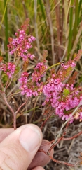 Erica intervallaris