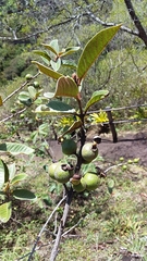 Psidium guineense